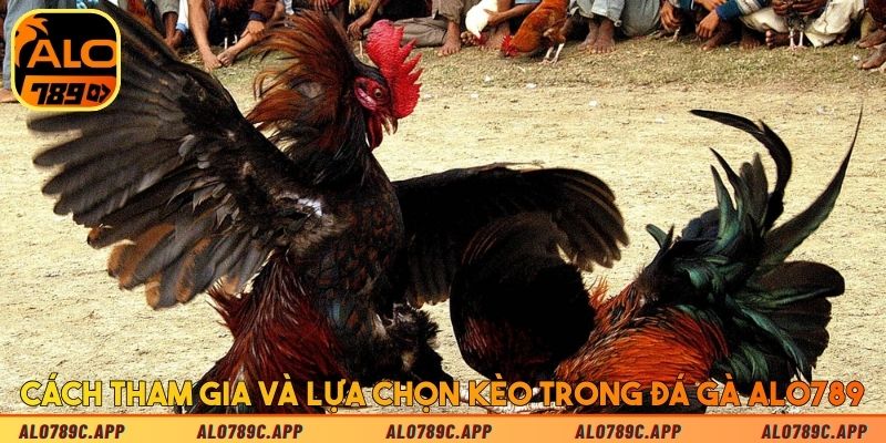 Cách tham gia và lựa chọn kèo trong đá gà Alo789