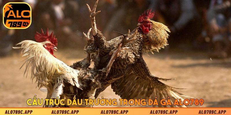 Cấu trúc đấu trường trong đá gà Alo789