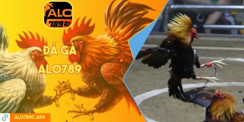 Đá gà Alo789