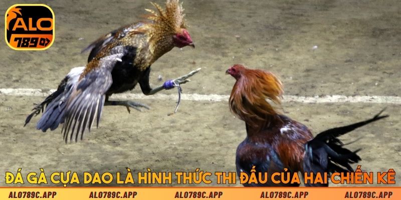 Đá gà cựa dao là hình thức thi đấu đối kháng giữa hai chiến kê
