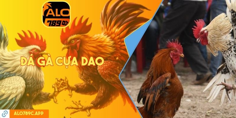 Đá gà cựa dao