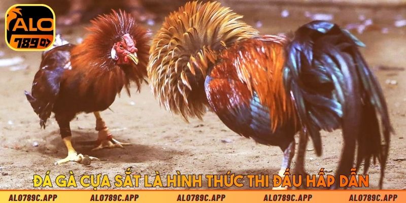 Đá gà cựa sắt là hình thức thi đấu hấp dẫn 