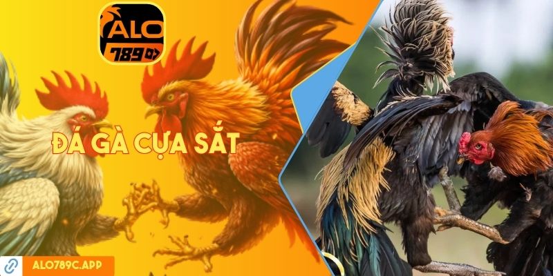 Đá gà cựa sắt