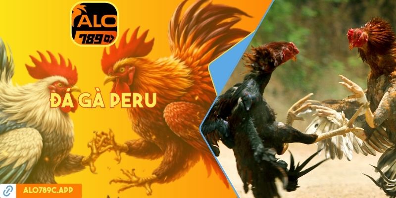 Đá gà Peru
