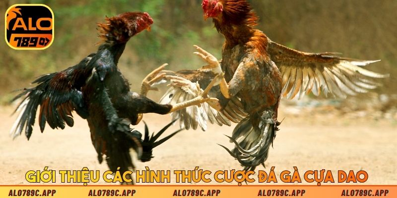 Giới thiệu các hình thức cược đá gà cựa dao 