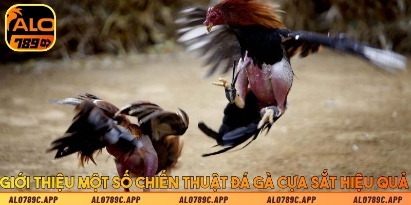 Giới thiệu một số chiến thuật đá gà cựa sắt hiệu quả 
