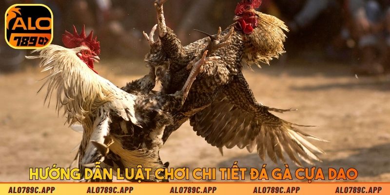 Hướng dẫn luật chơi chi tiết đá gà cựa dao 