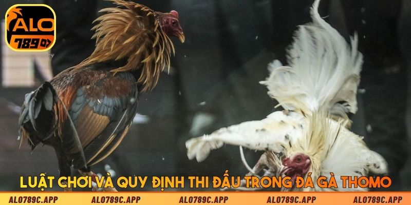 Luật chơi và quy định thi đấu trong đá gà Thomo